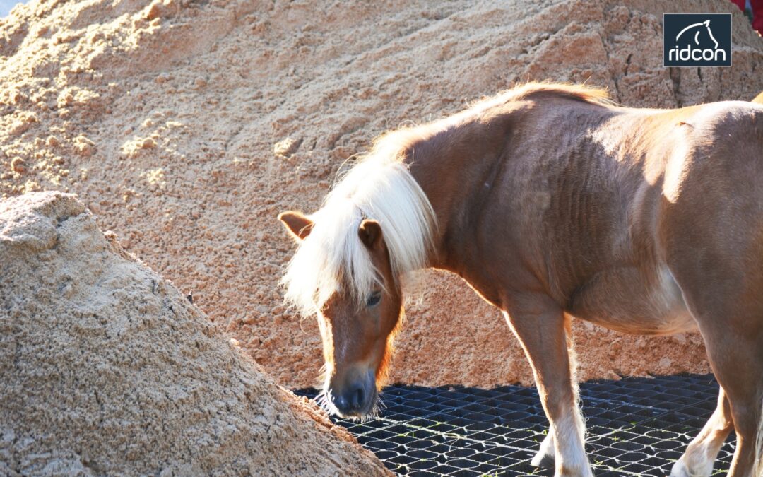 Schluss mit Matsch auf Pachtland: Wie Jasmin für ihre Ponys den Paddock ohne Unterbau befestigt hat